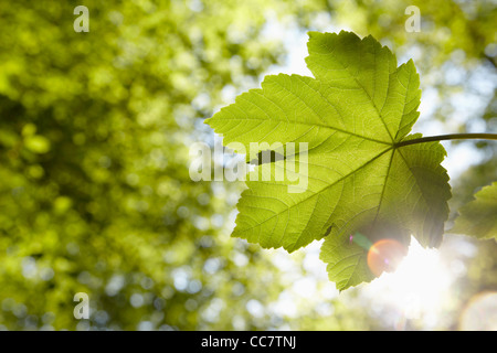 Close-up of Leaf, Hambourg, Allemagne Banque D'Images