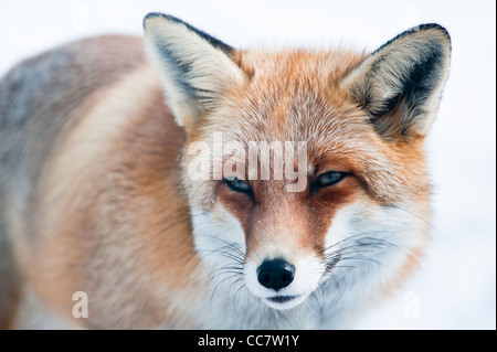 Le renard roux (Vulpes vulpes) lat. en hiver. L'accent est sur l'œil. Banque D'Images