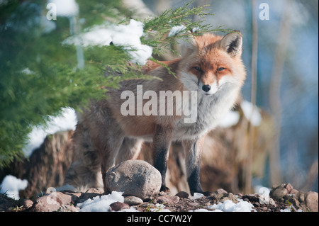 Le renard roux (Vulpes vulpes) lat. debout dans la forêt Banque D'Images