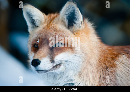 Le renard roux (Vulpes vulpes) lat. en hiver. L'accent est sur l'œil. Banque D'Images