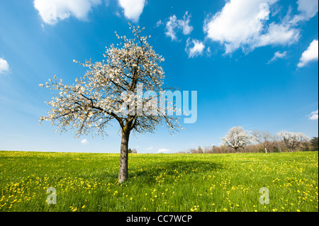 Arbre en fleurs au printemps sur un domaine rural avec ciel bleu Banque D'Images