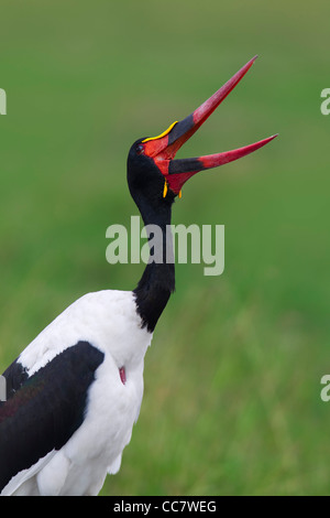 Saddle-billed Stork, Masai Mara National Reserve, Kenya Banque D'Images