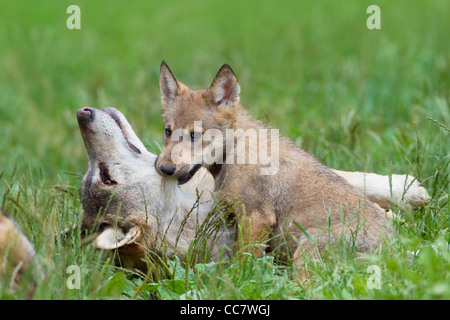 Les loups du bois en réserve de chasse, Bavière, Allemagne Banque D'Images