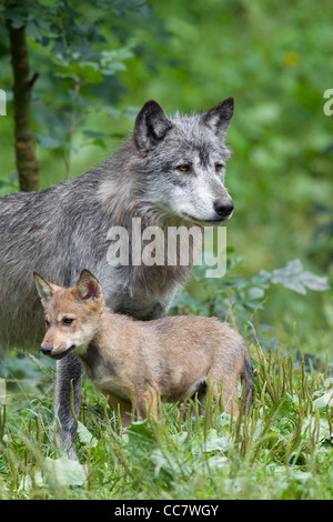 Les loups du bois en réserve de chasse, Bavière, Allemagne Banque D'Images