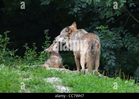 Les loups du bois en réserve de chasse, Bavière, Allemagne Banque D'Images