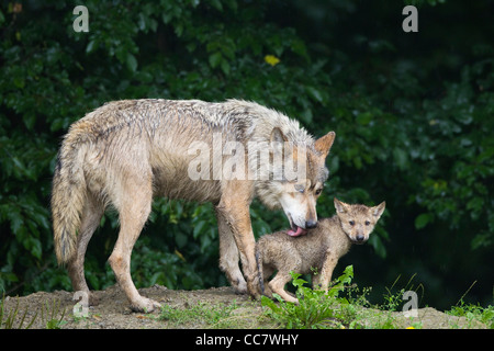 Les loups du bois en réserve de chasse, Bavière, Allemagne Banque D'Images