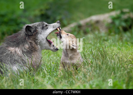 Les loups du bois en réserve de chasse, Bavière, Allemagne Banque D'Images