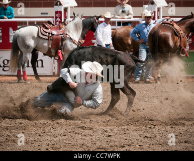 Steer wrestling au Calgary Stampede de Calgary Canada Banque D'Images