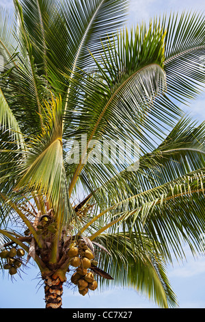 Coconut Palm Tree, Kauai, Hawaii, USA Banque D'Images