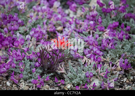 Fleurs sauvages, le Parc National du Grand Bassin, Nevada, USA Banque D'Images
