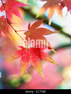 Feuillage de l'automne de l'érable japonais, Westonbirt Arboretum, Gloucestershire, Angleterre Banque D'Images