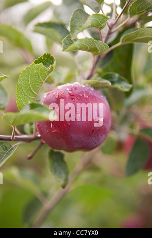 Sur Apple Tree Branch, comté de Hood River, Oregon, USA Banque D'Images