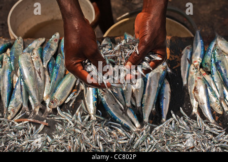 Sardines fraîches, Zanzibar, Tanzanie Banque D'Images