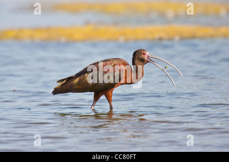 Ibis à face blanche en quête de marais d'eau douce Banque D'Images