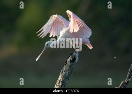 La Spatule rosée, Platalea ajaja (parfois, placé dans son propre genre Ajaja) est un échassier grégaire de l'ibis et la spatule blanche, la famille Threskiornithidae. Il est un résident en Amérique du Sud surtout à l'est des Andes et dans les régions côtières des Caraïbes, de l'Amérique centrale, le Mexique, et de la côte du golfe des États-Unis. Banque D'Images