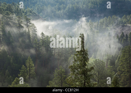 La forêt ancienne de pins ponderosa et de douglas taxifoliés, Misty morning, Walnut Canyon supérieur, Coconino National Forest, Flagstaff AZ Banque D'Images