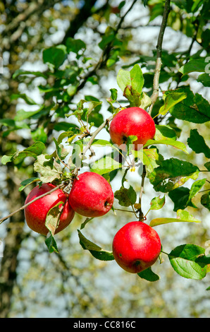 Fruits rouges bien mûrs se bloque sur apple tree branch. Aliments naturels sains. Banque D'Images