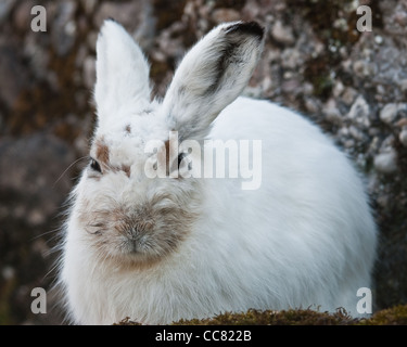 White Mountain hare (lat. Lepus timidus). L'accent est mis sur les yeux Banque D'Images