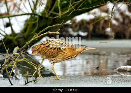 Eurasian Bittern / butor étoilé (Botaurus stellaris) sur un lac gelé en hiver, les Pays-Bas Banque D'Images