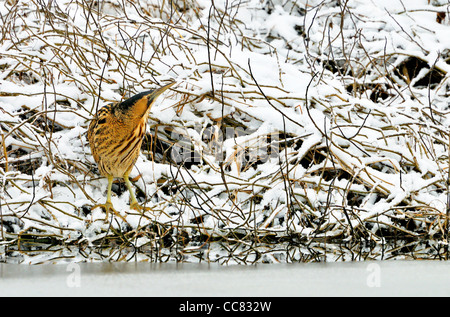 Eurasian Bittern / butor étoilé (Botaurus stellaris) dans la neige le long d'un lac gelé en hiver, les Pays-Bas Banque D'Images