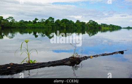 Connectez-vous avec des plantes flottantes sur Rio Cuero à Cuero et Salado Wildlife Refuge Honduras Banque D'Images