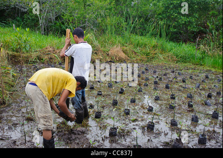 Le reboisement des mangroves cuero et salado wildlife refuge Banque D'Images
