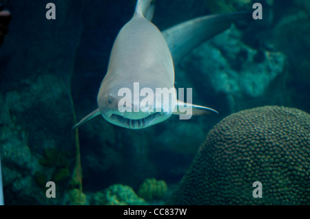 Requin Banque D'Images