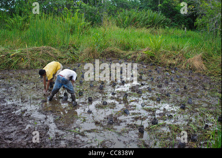 Le reboisement des mangroves cuero et salado wildlife refuge Banque D'Images