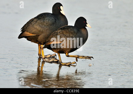 Deux foulques eurasien (Fulica atra) marcher sur la glace du lac gelé en hiver Banque D'Images