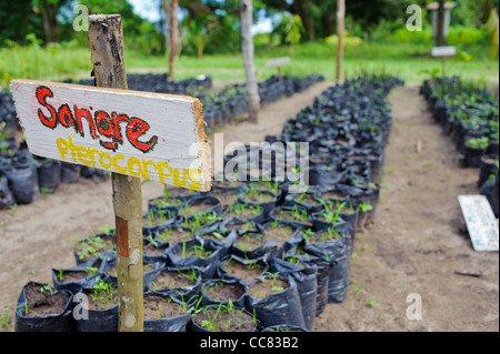 Cuero et salado wildlife refuge pépinière de mangrove Banque D'Images