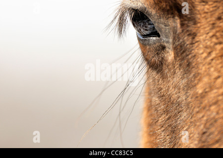 Close-up de l'œil et de cils Konik Polonais / cheval sauvage cheval primitif Banque D'Images