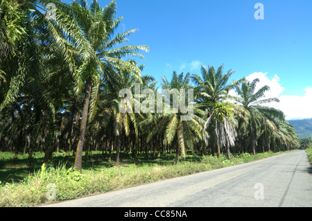 Plantation de palmier à huile de la province de Puntarenas Costa Rica Banque D'Images