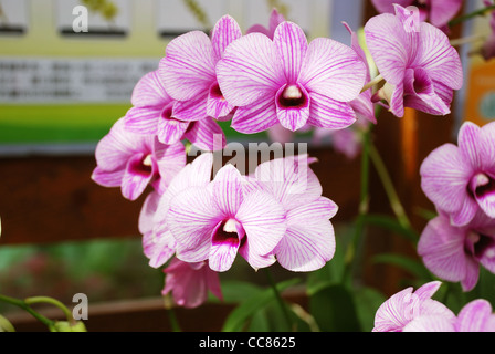 Stripy rose fleurs d'orchidées. Banque D'Images