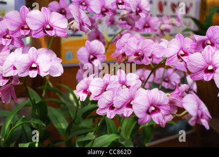 De nombreuses rayures rose fleurs d'orchidées. Banque D'Images