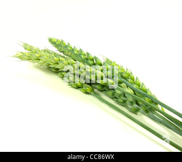 Les épis de blé vert isolated on white Banque D'Images