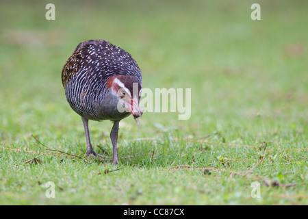 Buff-banded Rail (Gallirallus philippensis pelewensis) de nourriture dans l'herbe sur l'île de Peleliu dans la République des Palaos. Banque D'Images