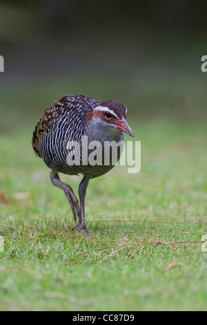 Buff-banded Rail (Gallirallus philippensis pelewensis) de nourriture dans l'herbe sur l'île de Peleliu dans la République des Palaos. Banque D'Images