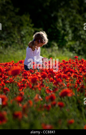 Petite fille mignonne sur un champ de pavot rouge Banque D'Images