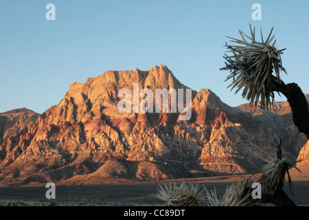 Mount Wilson et dead Joshua tree at Red Rocks National Conservation Area, Nevada au lever du soleil Banque D'Images