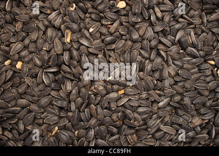 Arrière-plan de graines de tournesol noir Banque D'Images