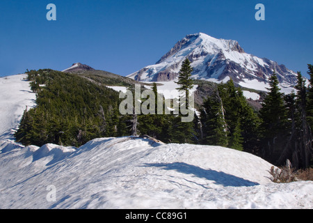 S'élevant au-dessus de Mt Hood National Forest Banque D'Images