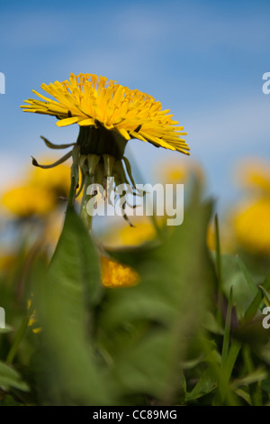 La floraison Pissenlit (Taraxacum officinale) Banque D'Images
