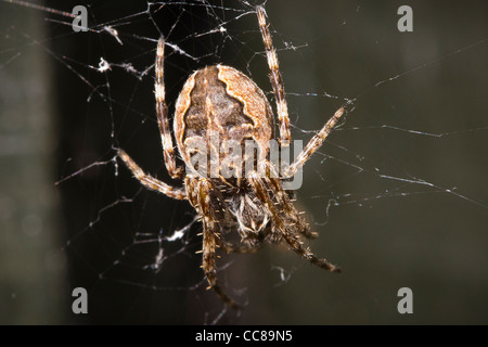 Une araignée dans un site web Banque D'Images