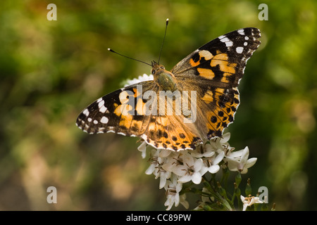 Papillon belle dame de boire le nectar des salicaires cygne Banque D'Images