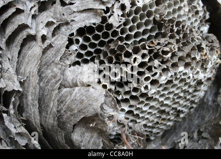 Vieux papier ouvert montrant les cellules de l'intérieur du nid de guêpe Banque D'Images