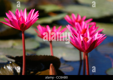 Des fleurs de lotus dans un étang du parc historique de Sukhothai, Thaïlande. Banque D'Images