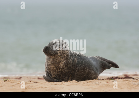 Les phoques gris adultes reposant sur beach Banque D'Images