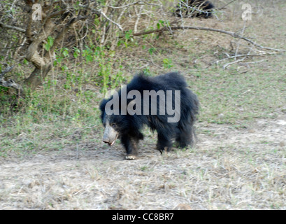 Ours femelle (Melursus ursinus) dans le parc national de Yala, au Sri Lanka Banque D'Images