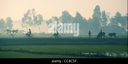 Scène rurale dans la brume matinale Delta du Mékong Vietnam Banque D'Images