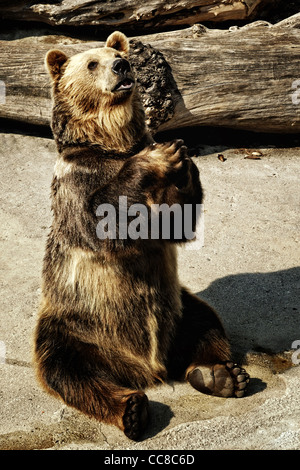 Ordres mendiants dans l'ours brun du zoo garden Banque D'Images